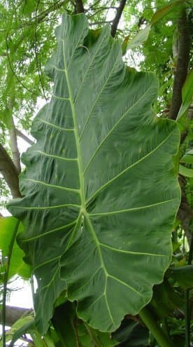 Alocasia 'Vangigo'