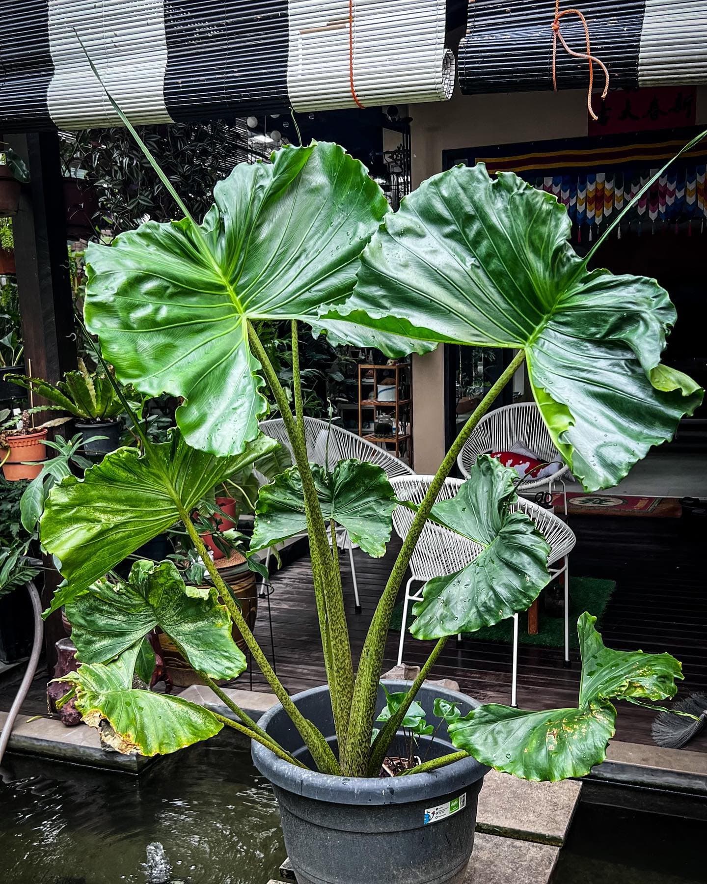 Alocasia macrorrhizos 'Stingray'