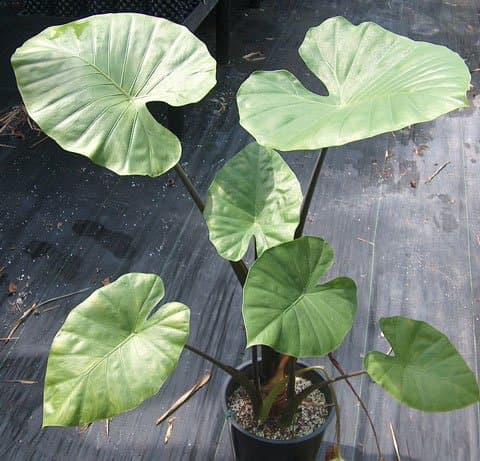 Alocasia 'Blue Blush Odora'