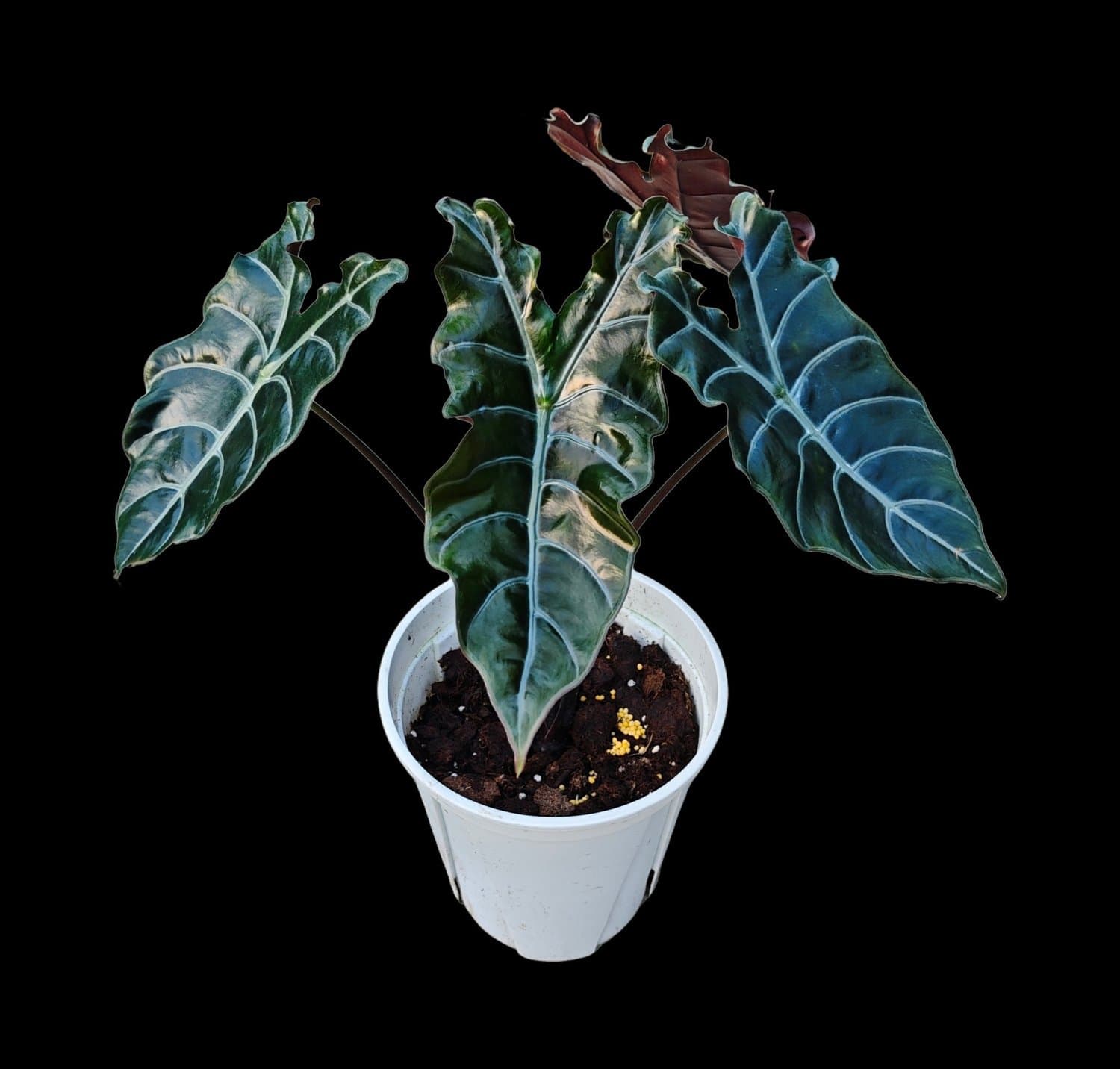 Alocasia 'Black Knight'