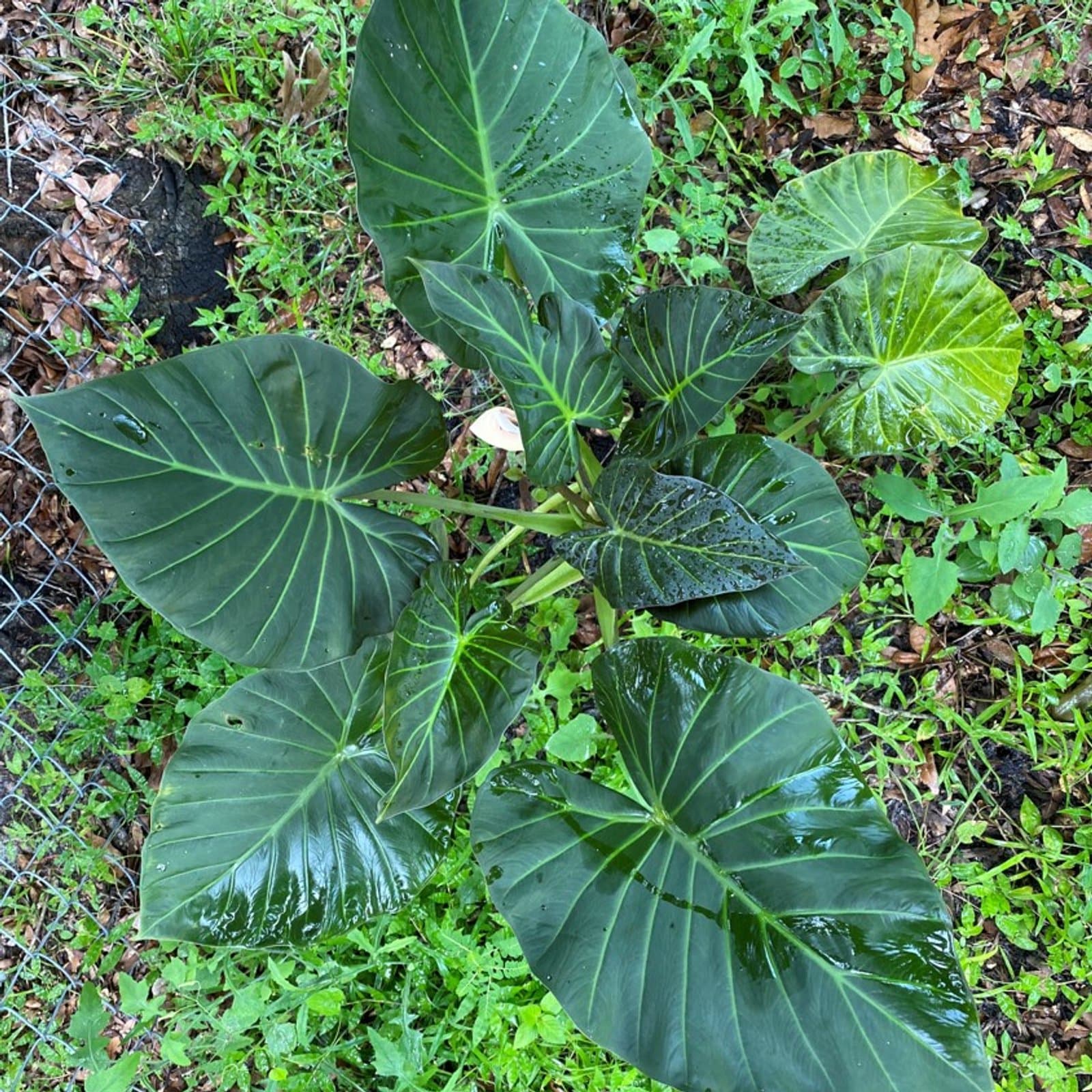 Alocasia odora 'Regal Shields'
