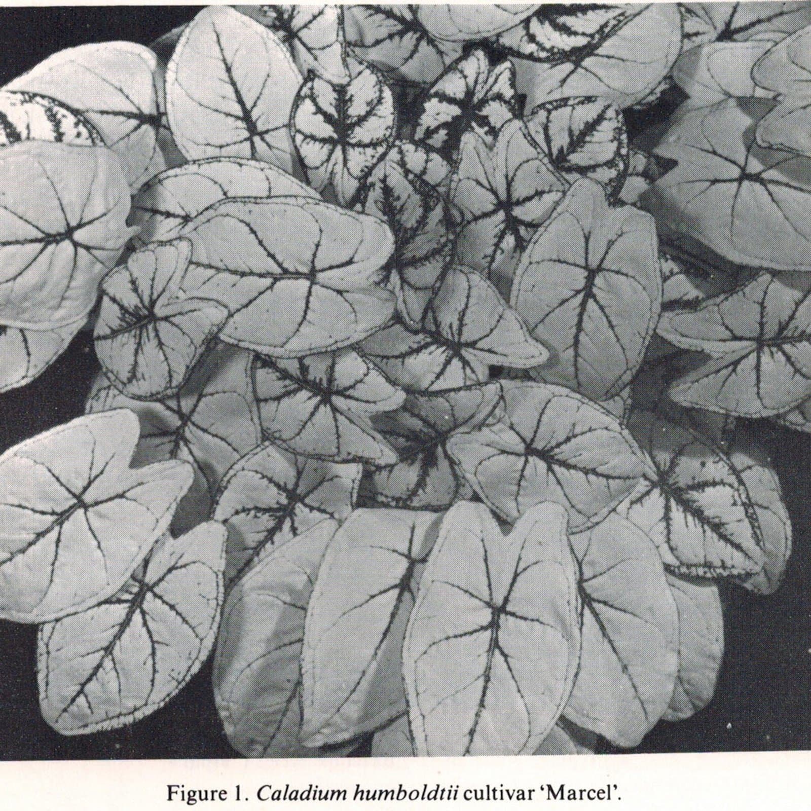Caladium humboldtii 'Marcel'