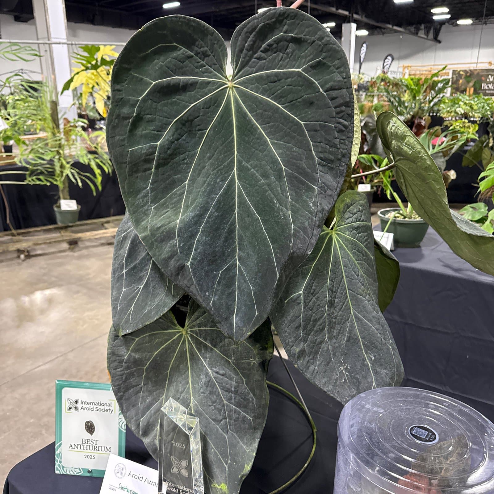Anthurium 'Stripey'