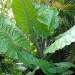 Alocasia 'Imperial Dark'