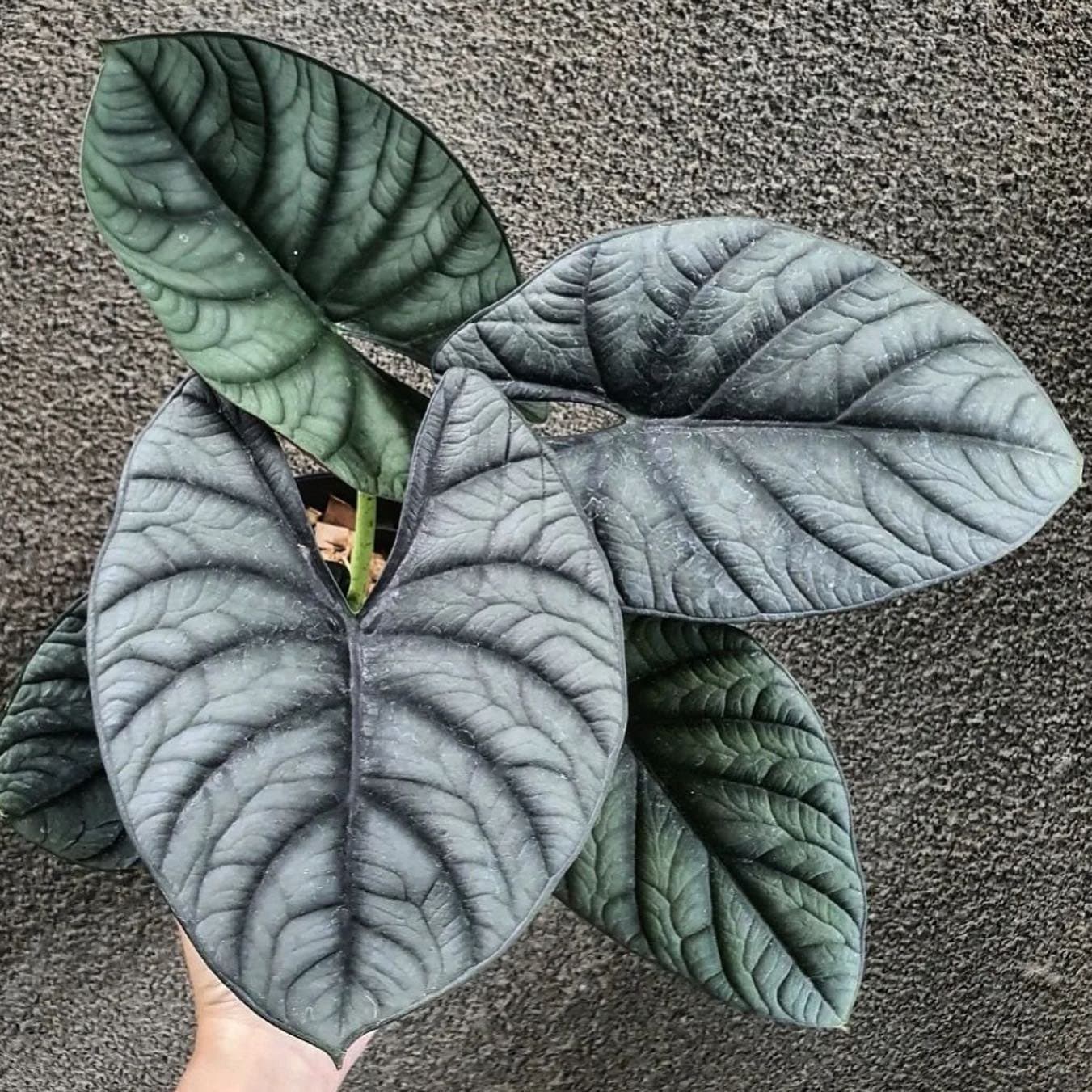 Alocasia 'Silver Streak'