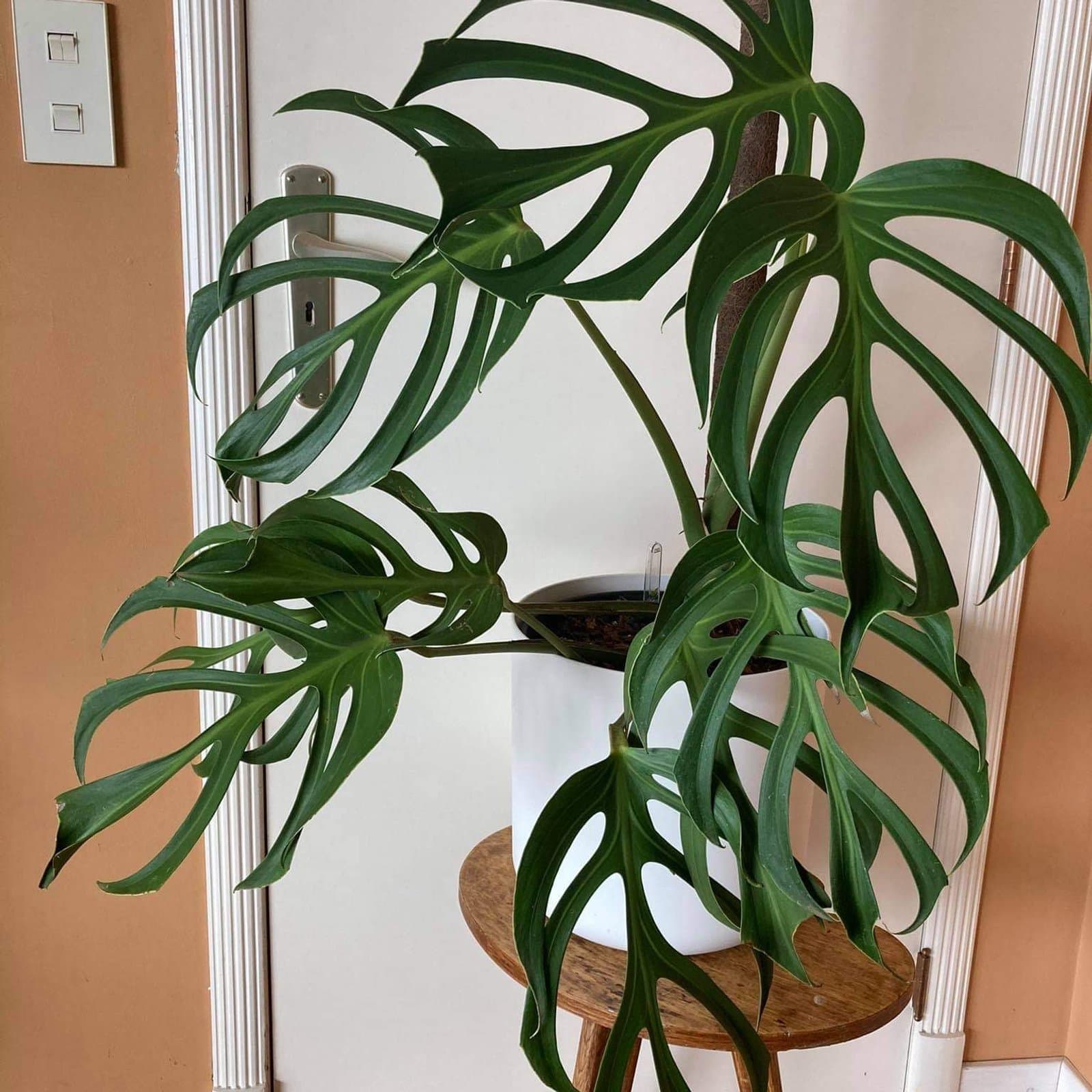Monstera 'Burle Marx's Flame'