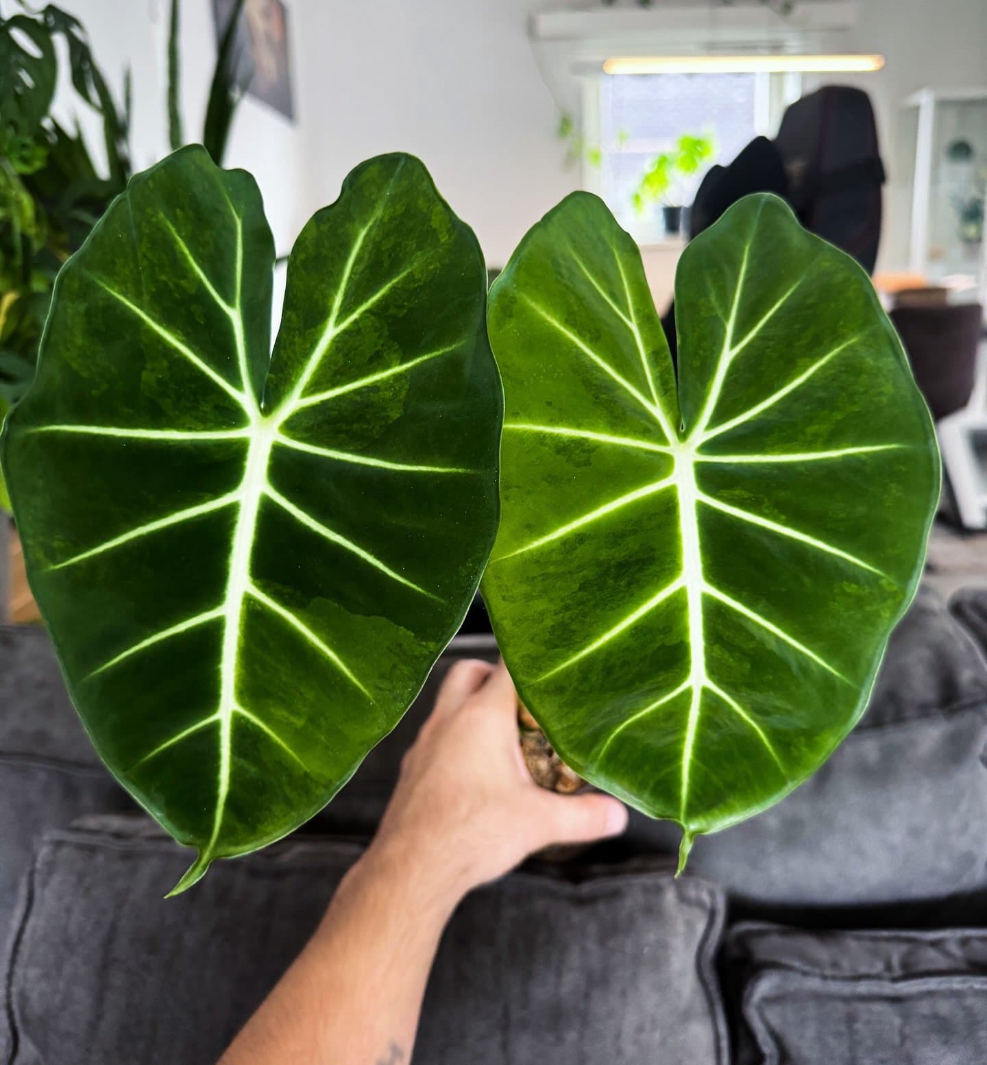 Alocasia micholitziana 'London Eye'