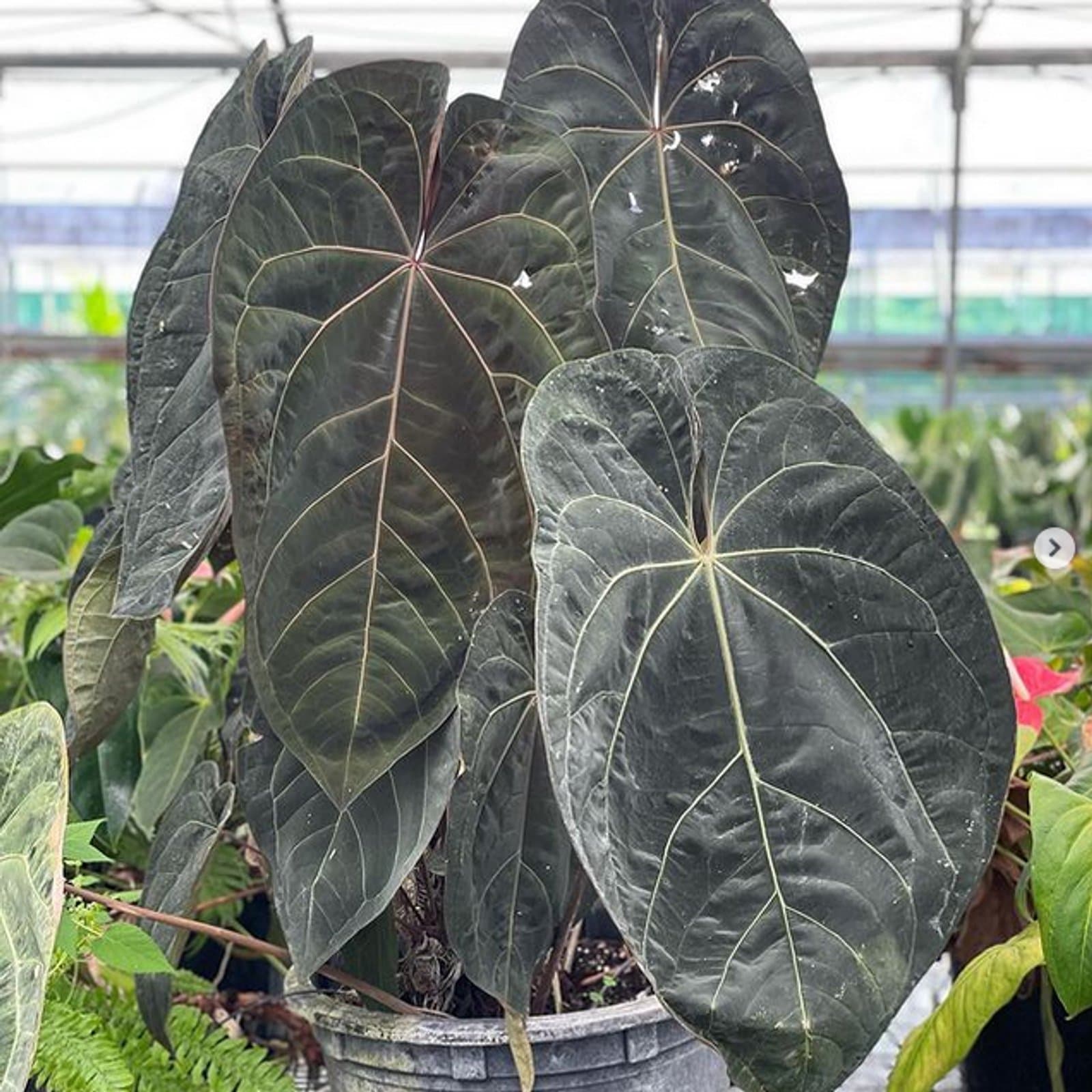 Anthurium 'Ace of Spades'