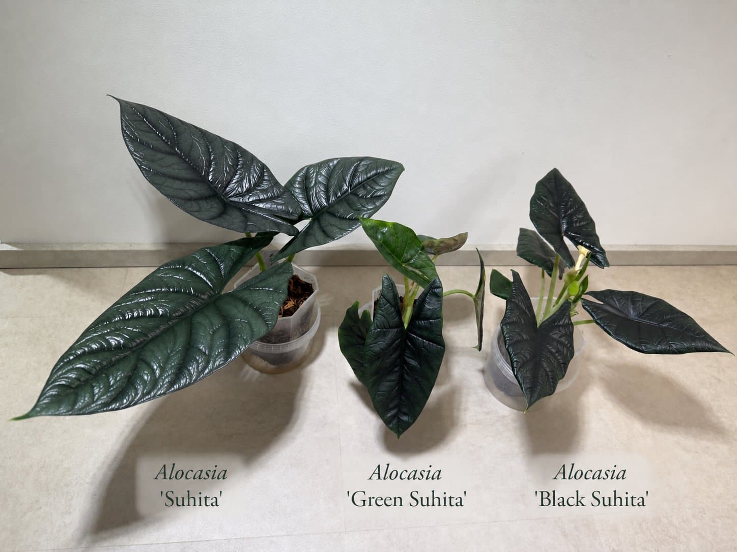 Alocasia 'Black Suhita'