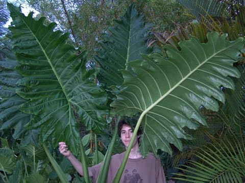 Alocasia 'Brisbane Waves'