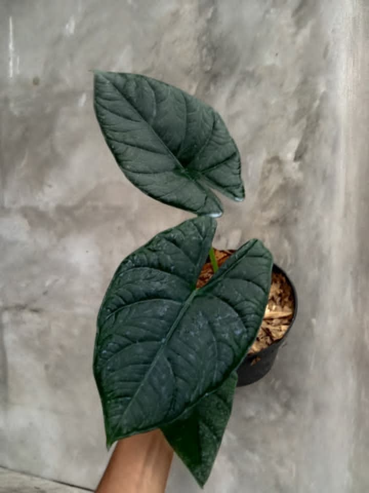 Alocasia 'Azkiya'