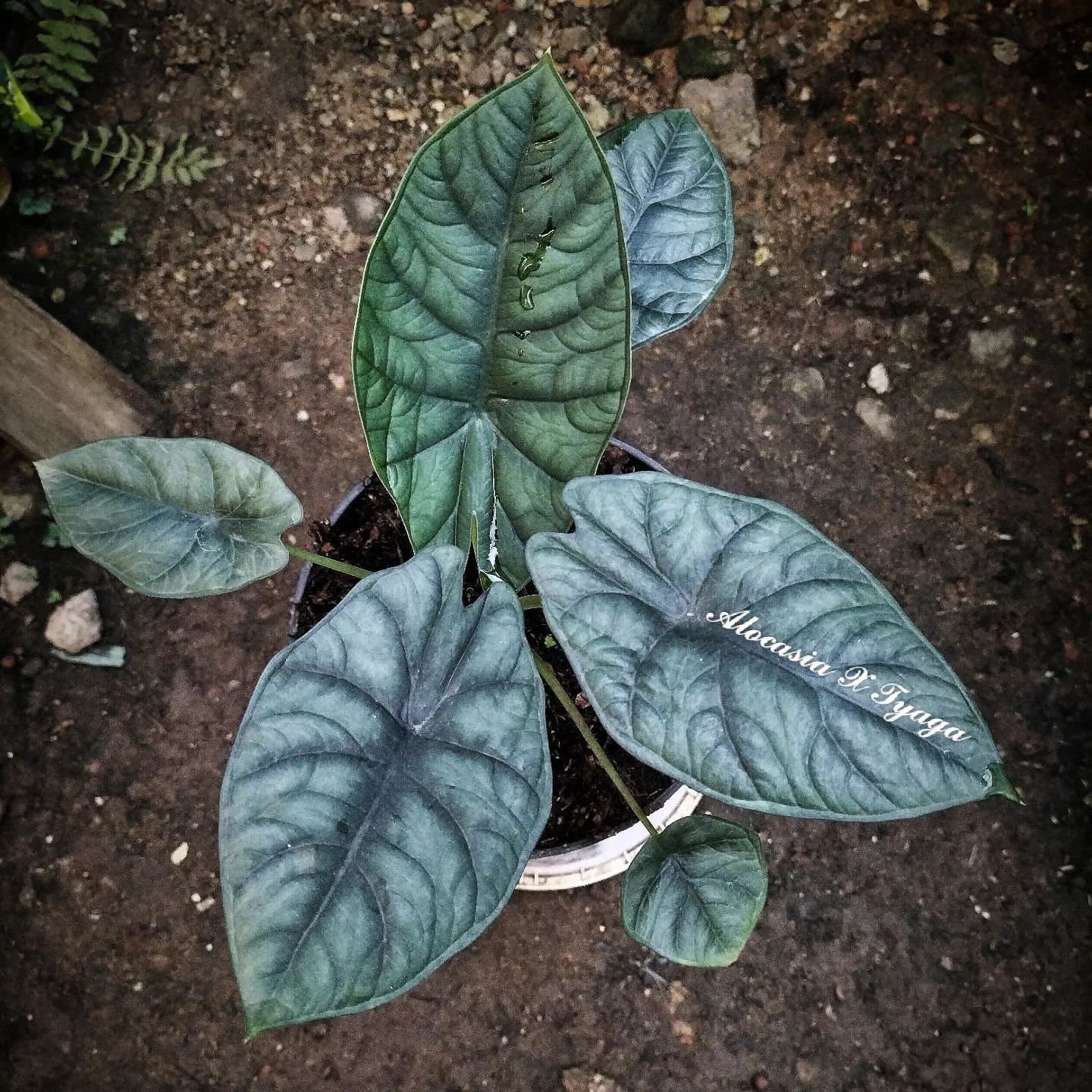 Alocasia 'Tyaga'