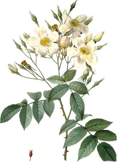 Rosa moschata Herrm.