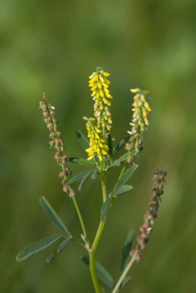 Melilotus indicus (L.) All.