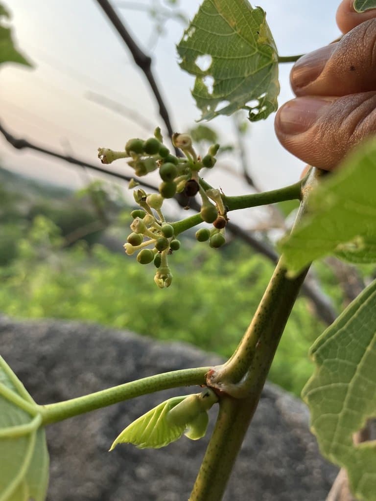 Cissus arnottiana B.V.Shetty & P.Singh