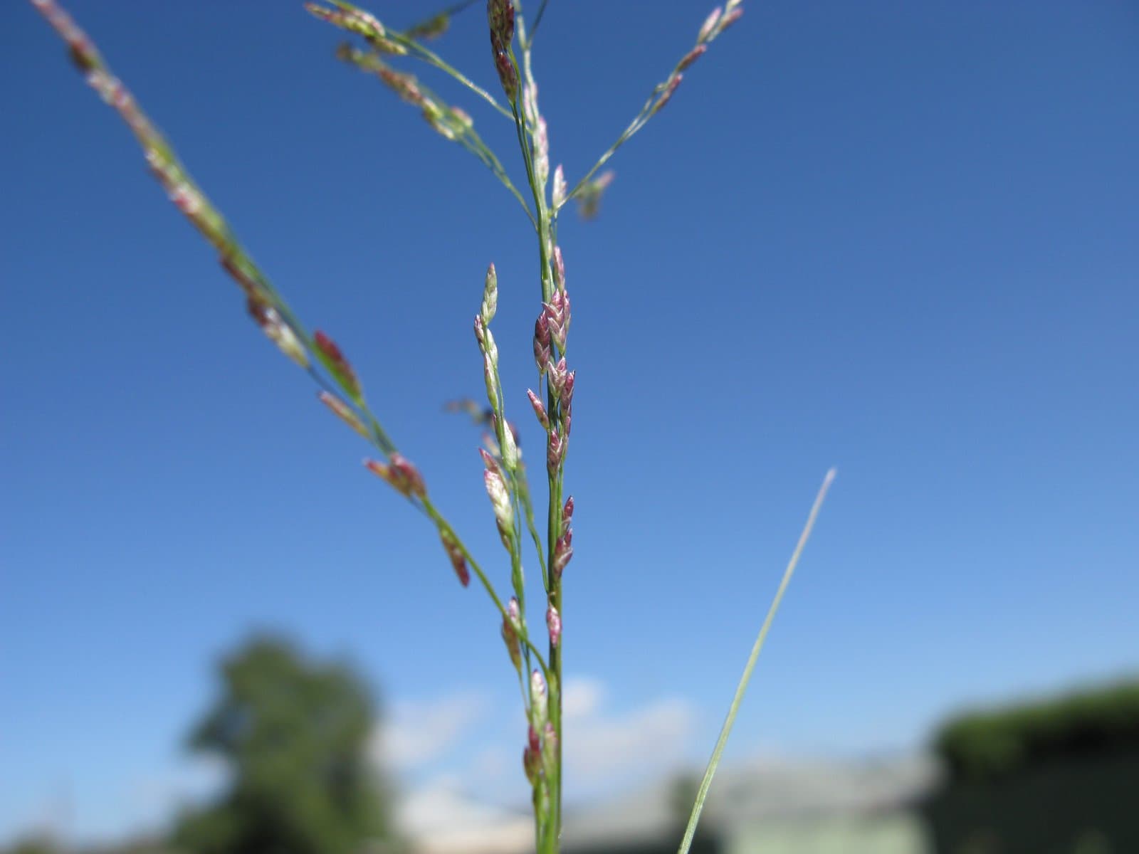Eragrostis mexicana (Hornem.) Link