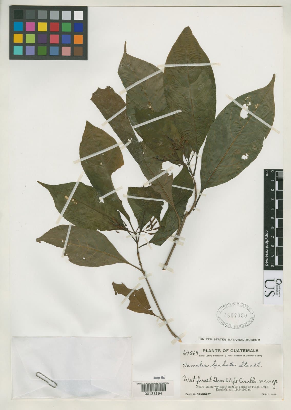 Hamelia barbata Standl.