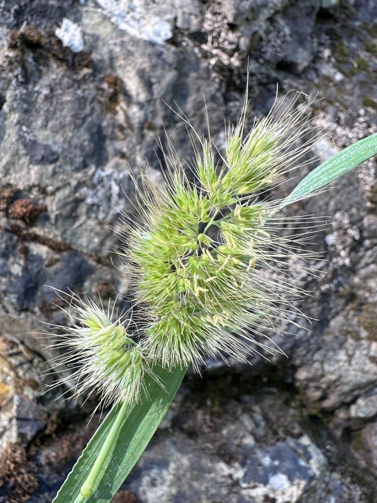 Cynosurus echinatus L.