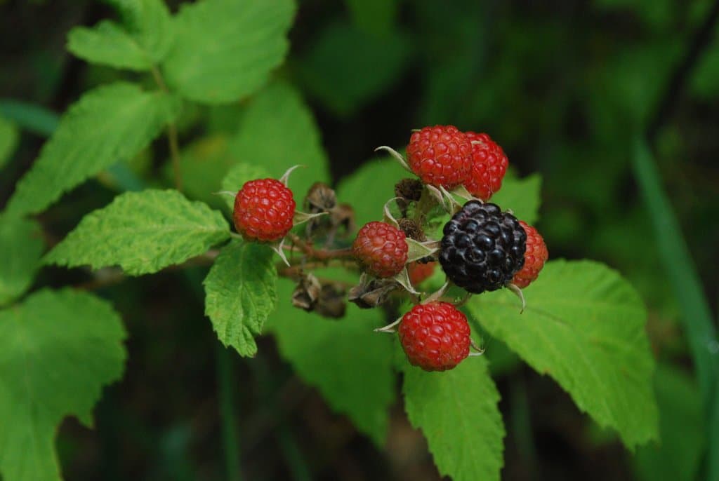 Rubus occidentalis L.