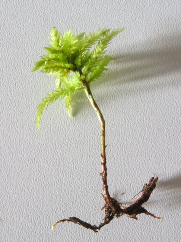 Climacium dendroides (Hedw.) F.Weber & D.Mohr