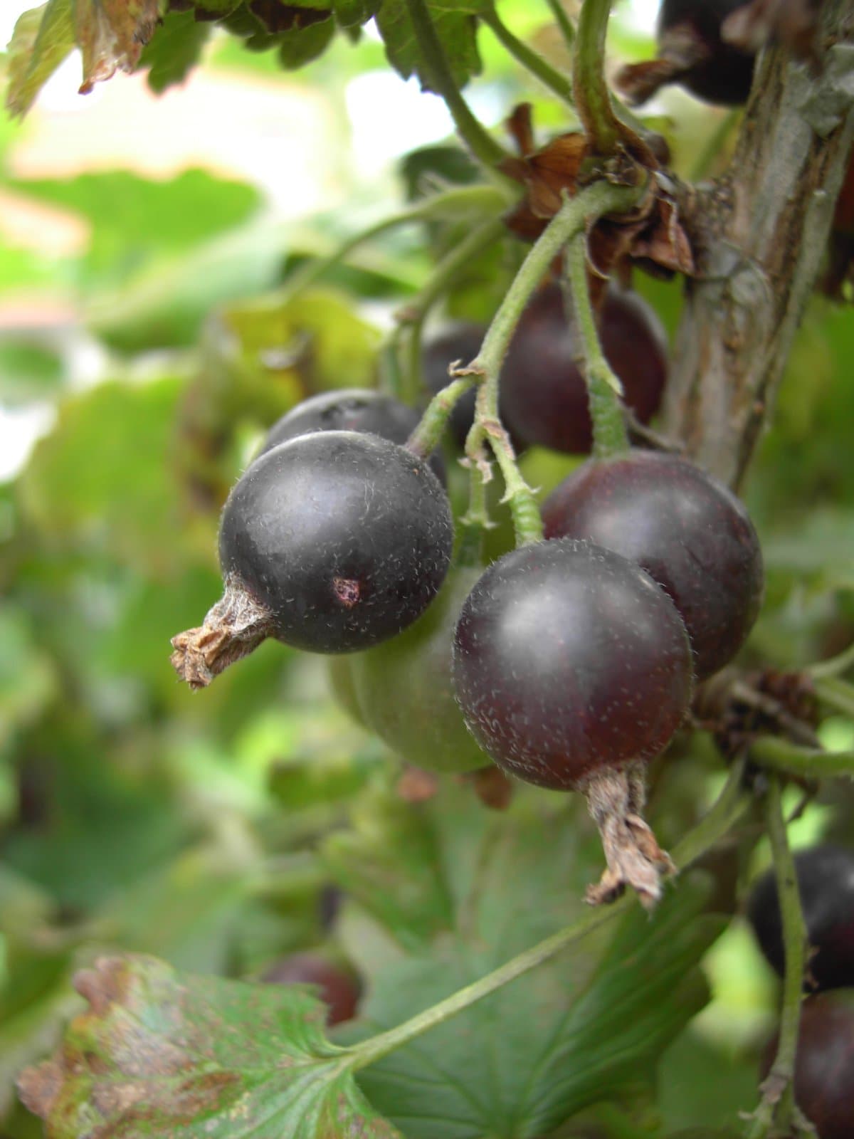 Ribes ×nidigrolaria Rud.Bauer & A.Bauer
