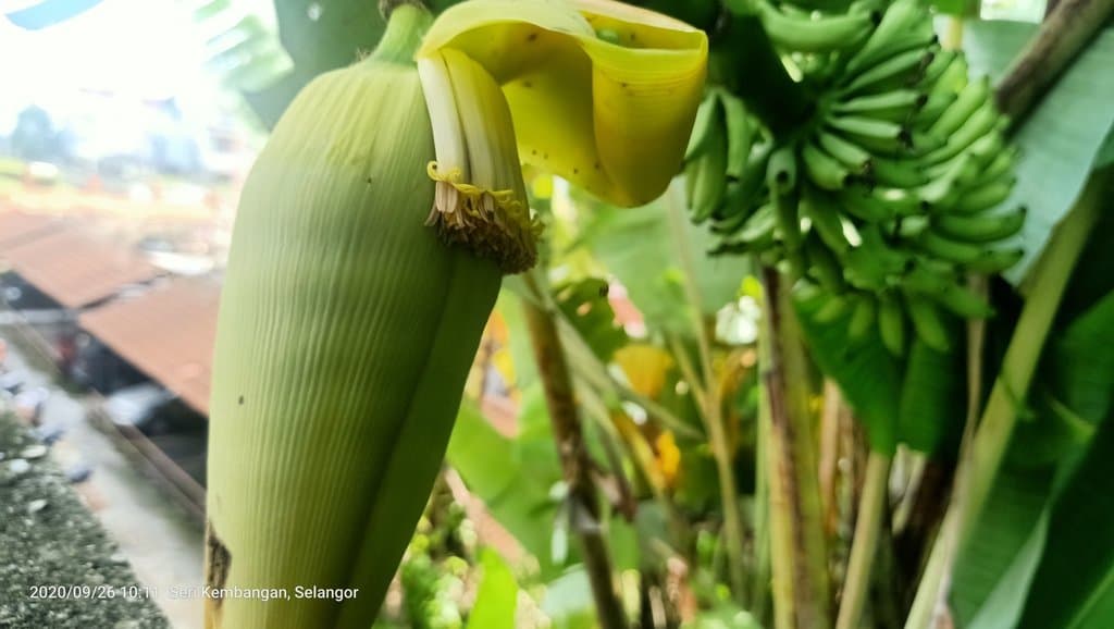 Musa acuminata Colla