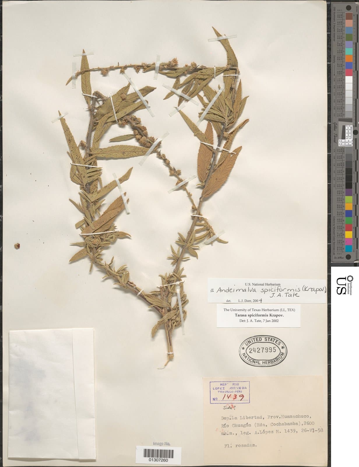 Andeimalva spiciformis (Krapov.) J.A.Tate