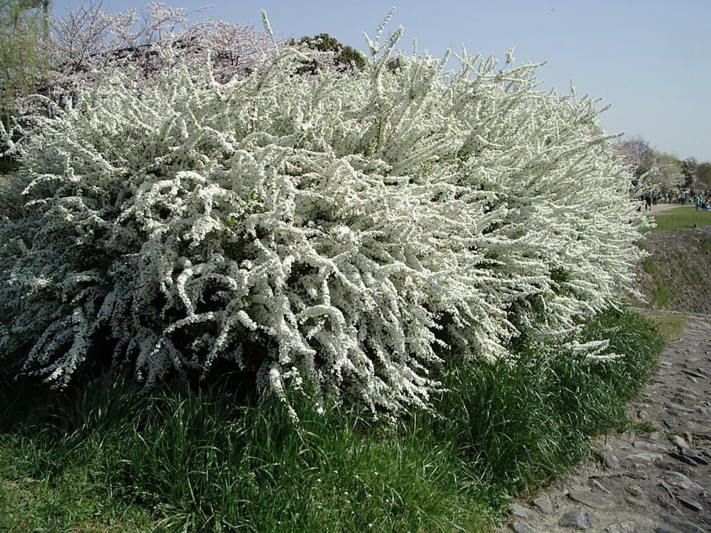 Spiraea thunbergii Siebold ex Blume