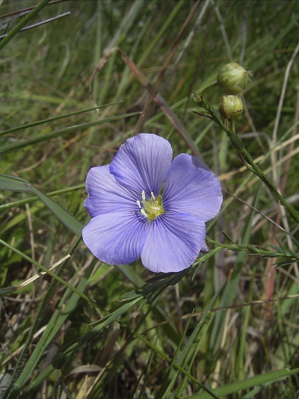 Linum austriacum L.