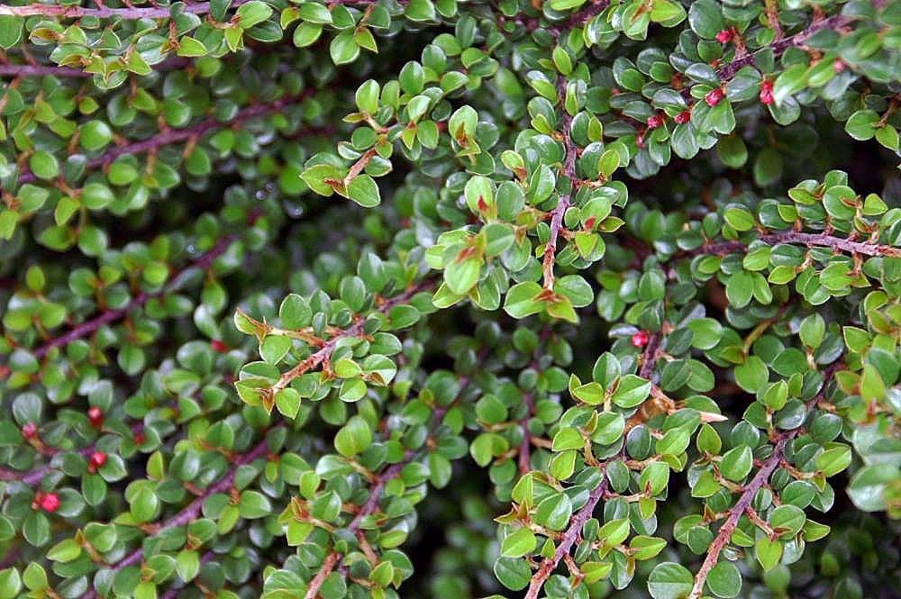 Cotoneaster adpressus Bois