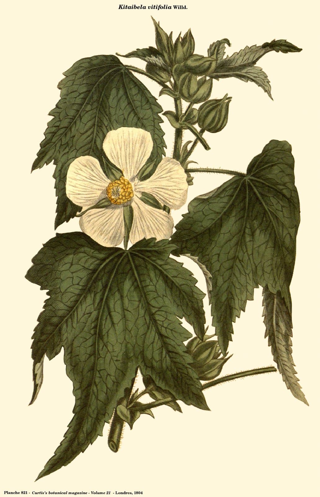 Kitaibela vitifolia Willd.