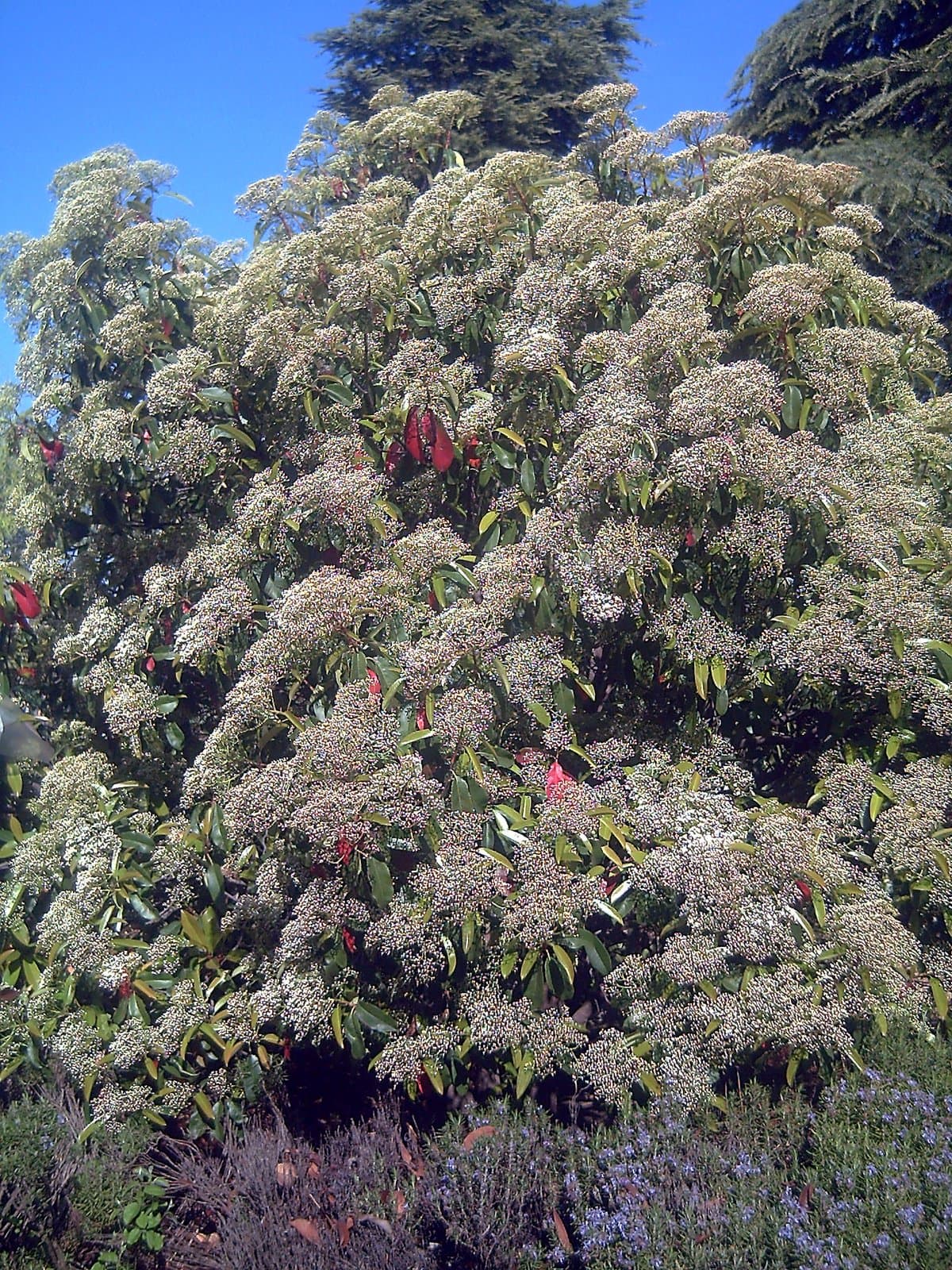 Photinia serratifolia (Desf.) Kalkman