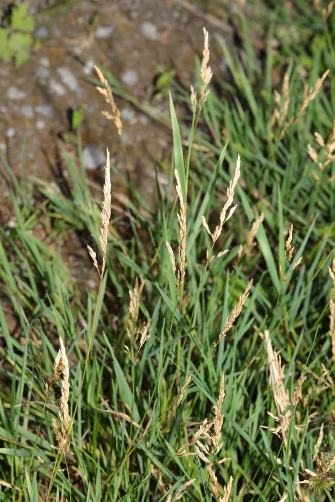 Agrostis stolonifera L.