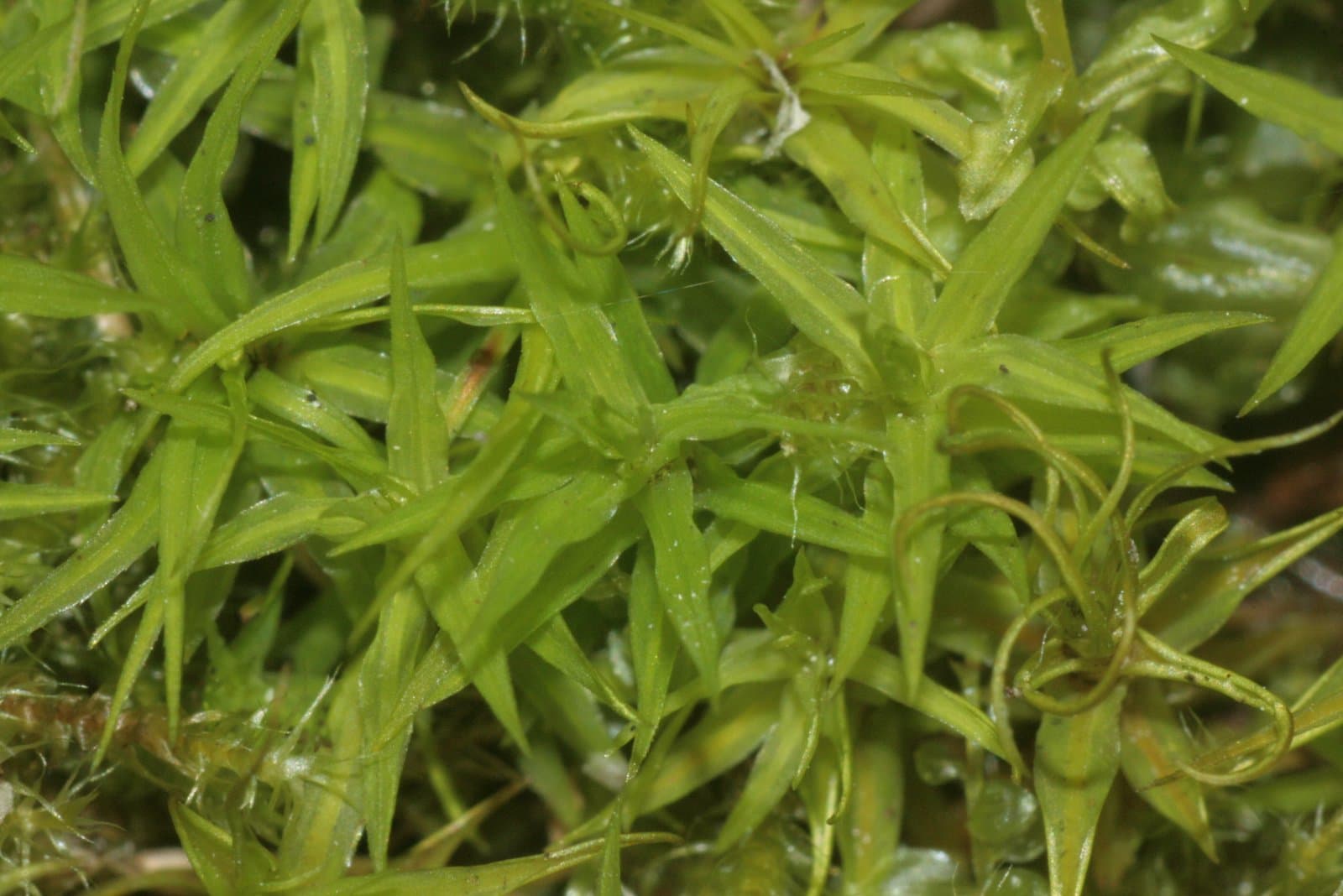 Timmia norvegica J.E.Zetterst.