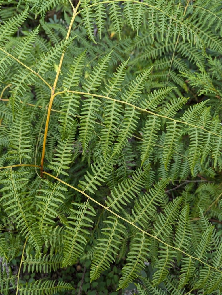 Pteridium aquilinum (L.) Kuhn