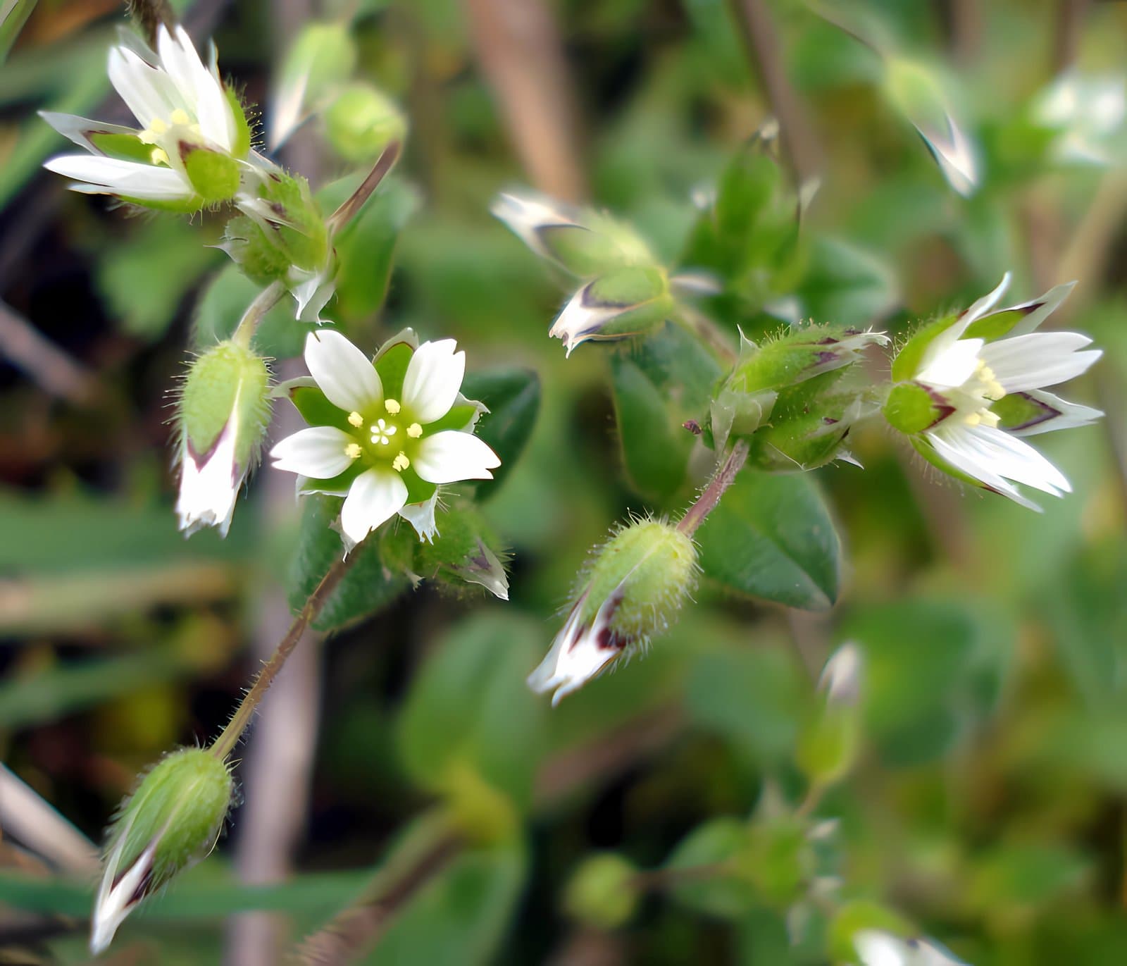Cerastium semidecandrum L.