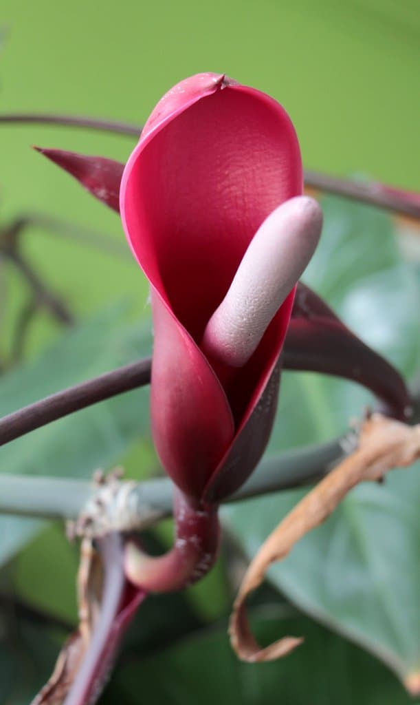Philodendron erubescens K.Koch & Augustin
