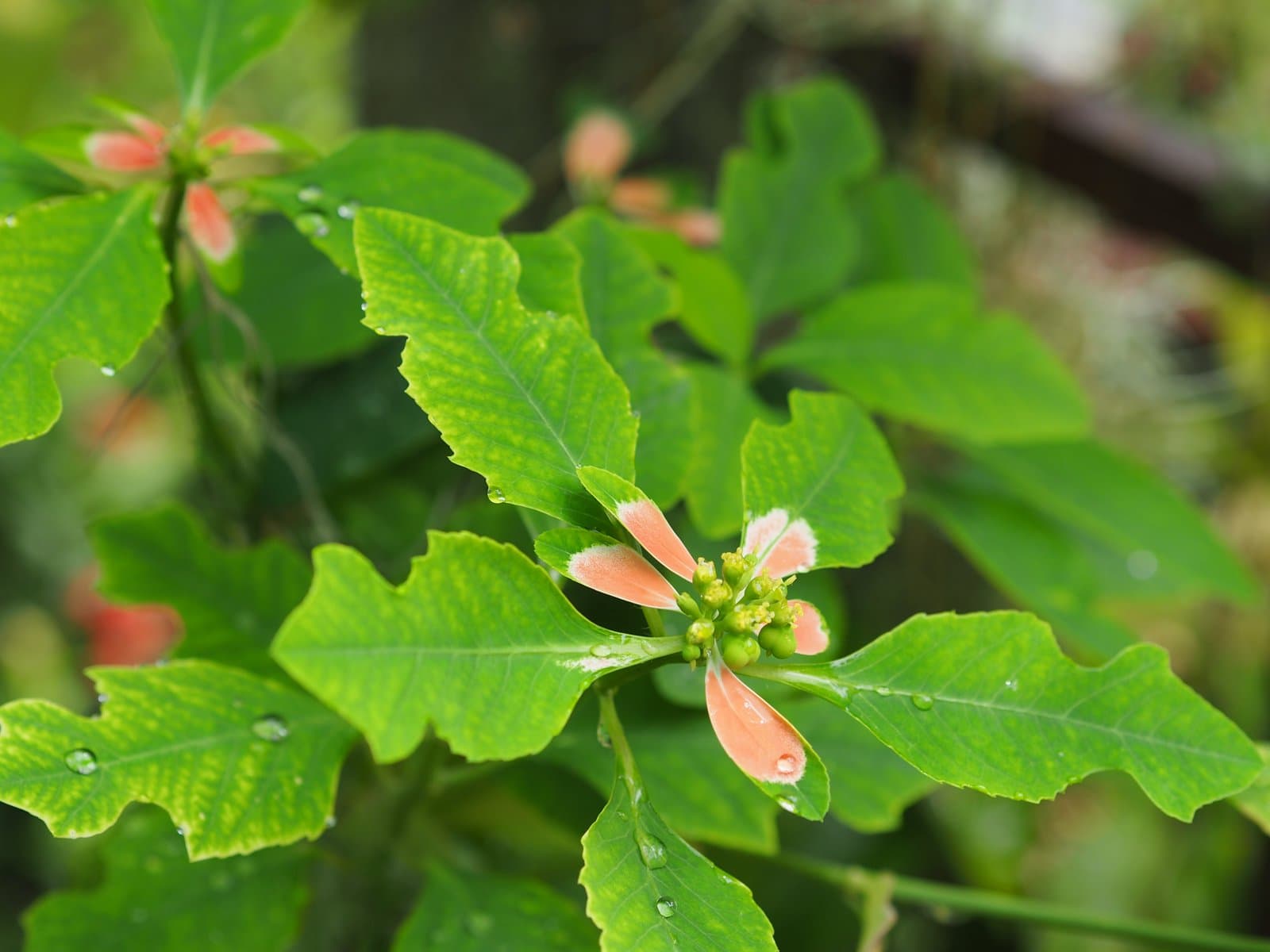 Euphorbia heterophylla L.