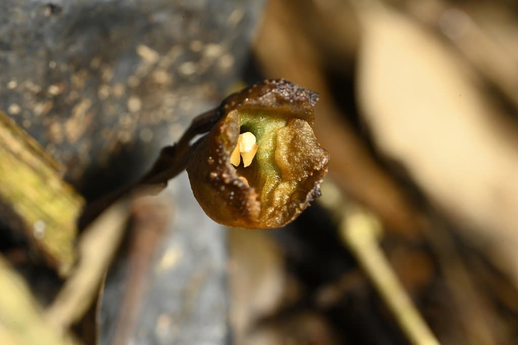 Gastrodia leoui T.C.Hsu & C.M.Kuo