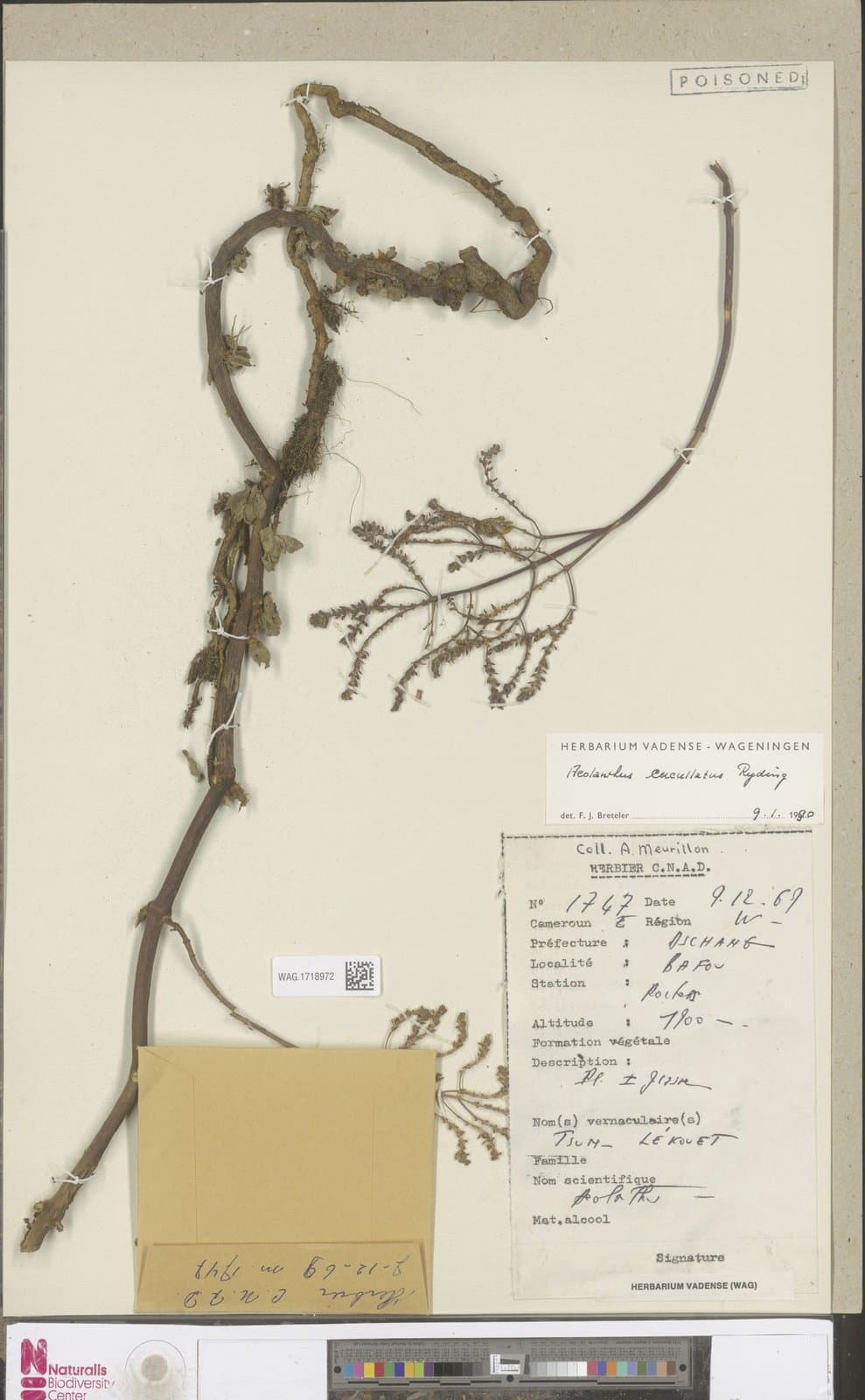 Aeollanthus cucullatus Ryding