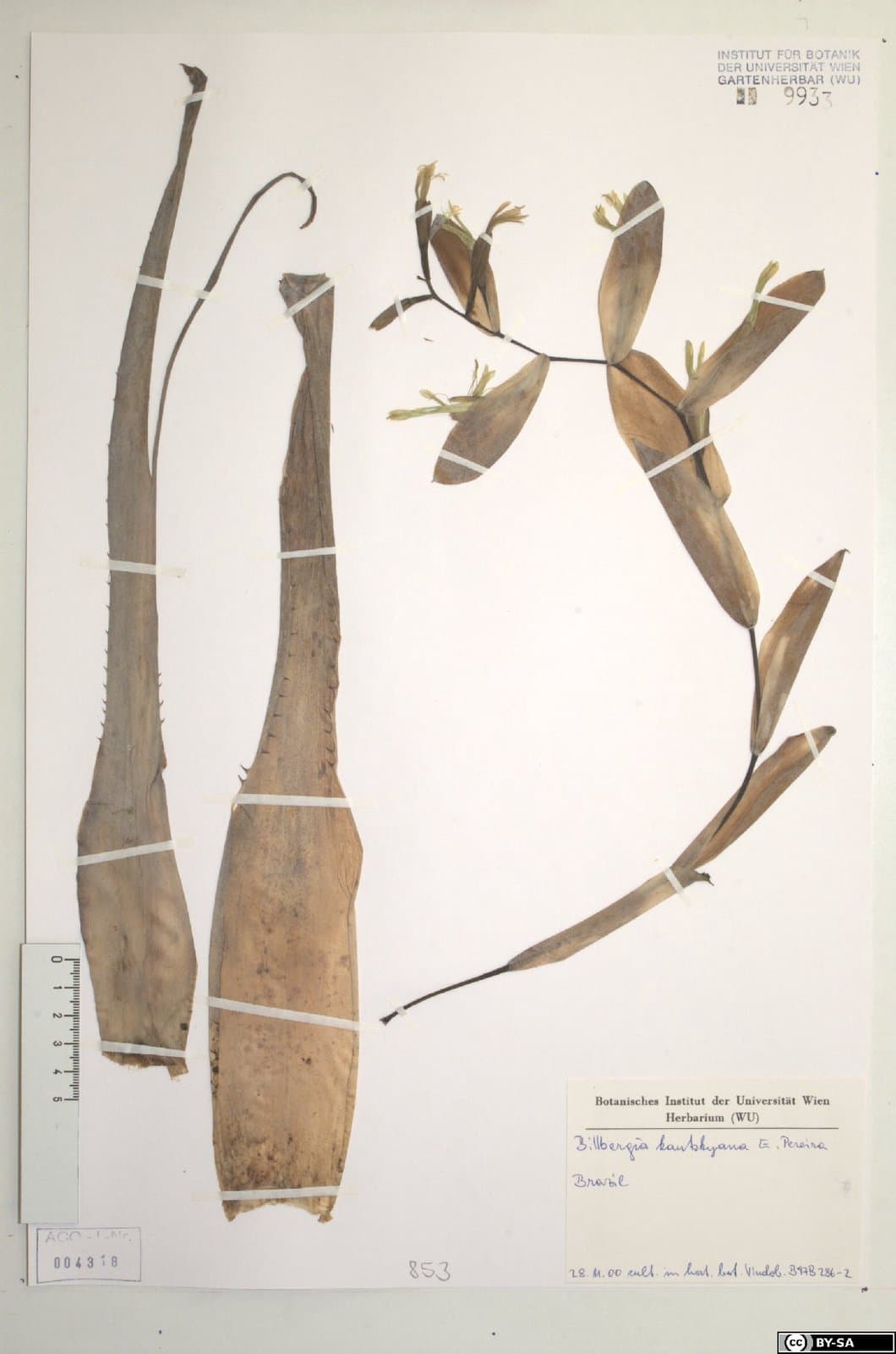 Billbergia kautskyana E.Pereira