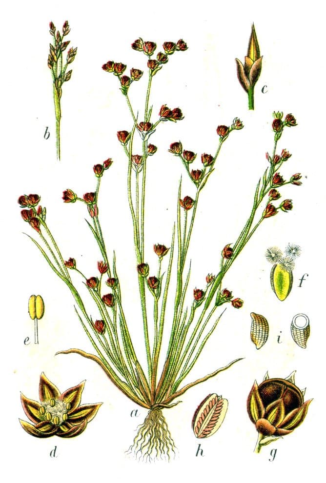 Juncus tenageia Ehrh. ex L.fil.