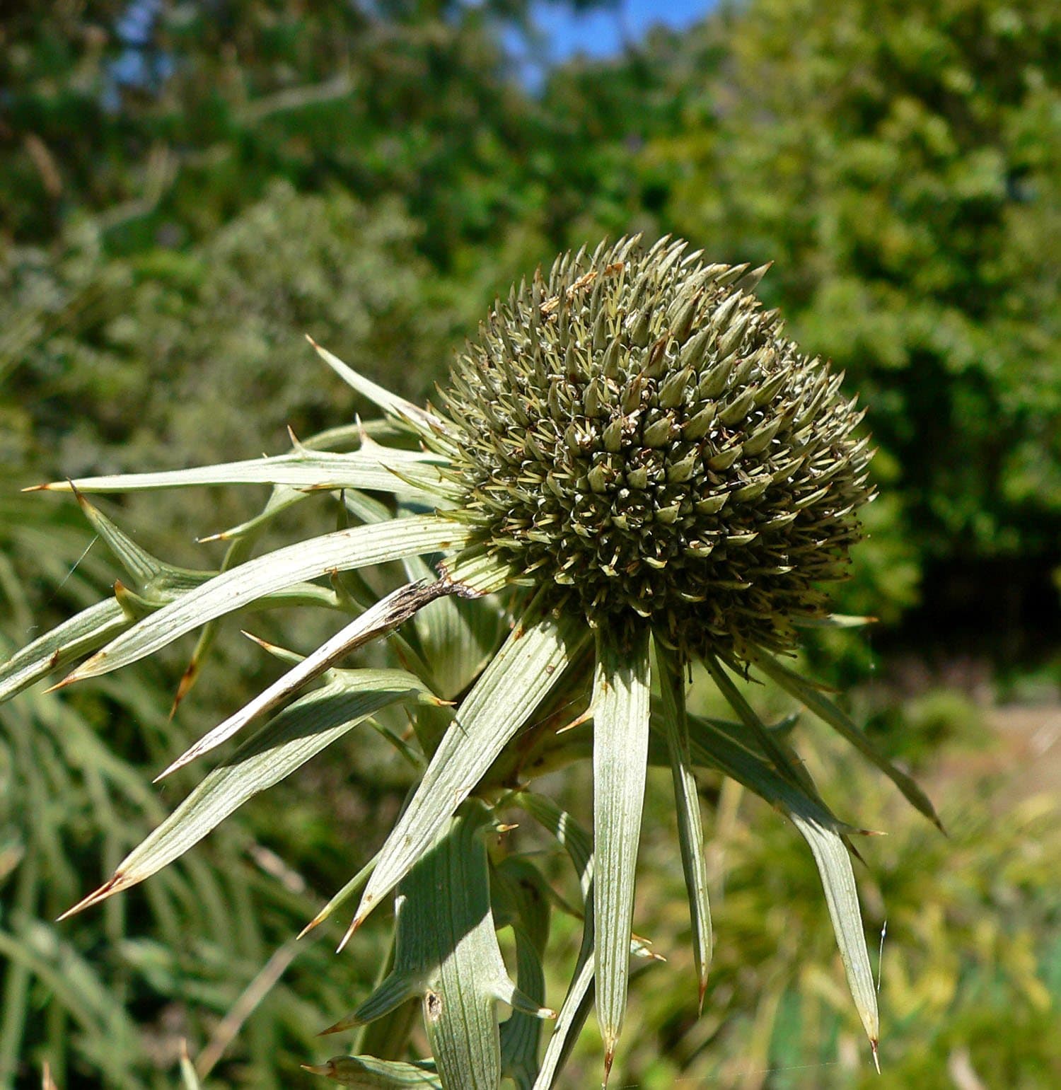Eryngium alternatum J.M.Coult. & Rose