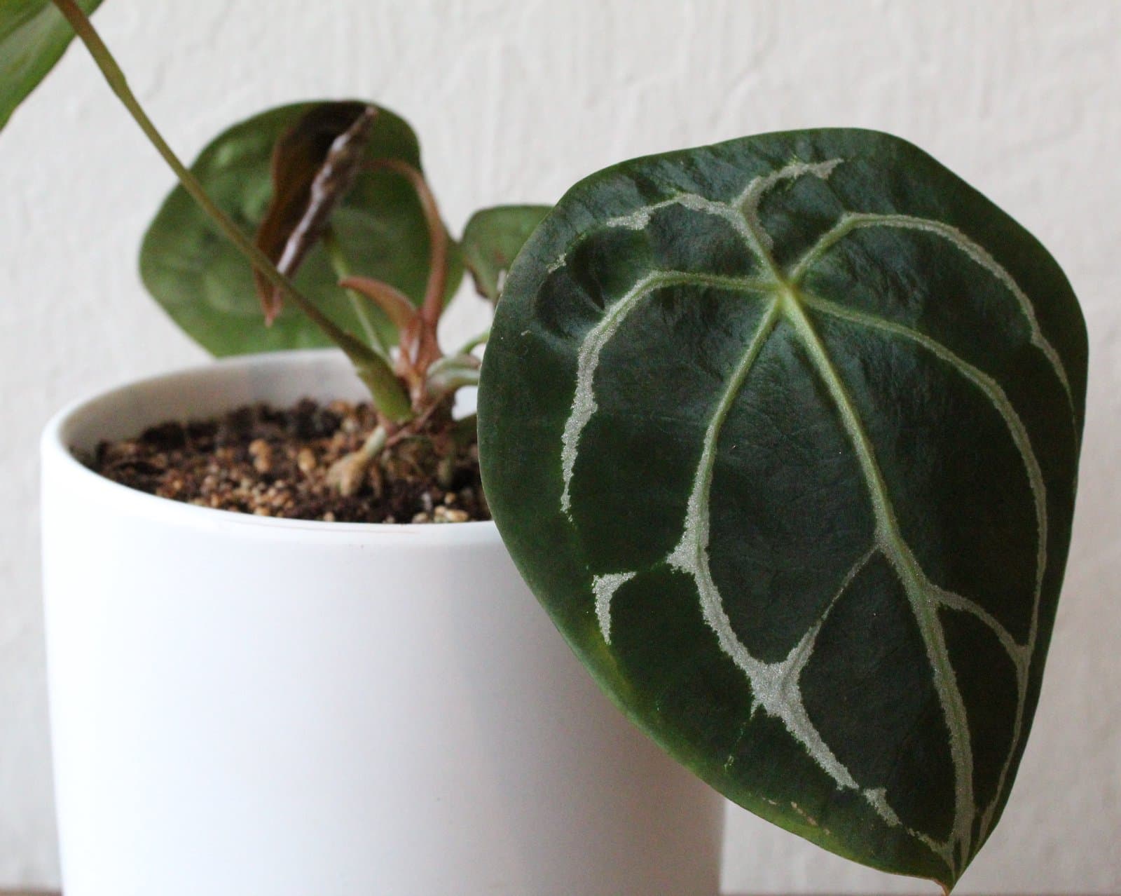 Anthurium forgetii N.E.Br.