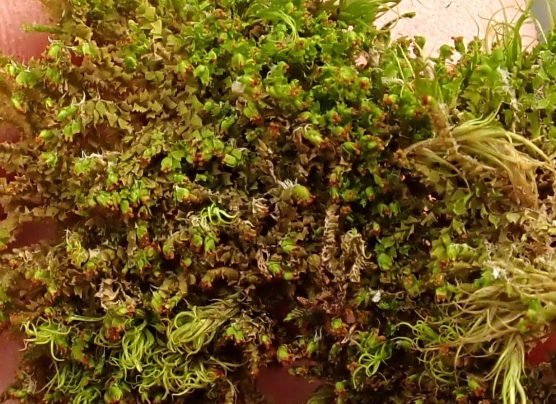 Lophozia lantratovae Bakalin