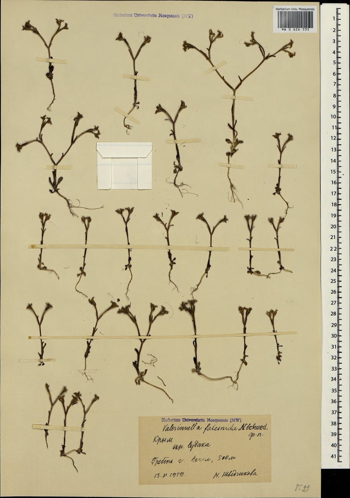 Valerianella falconida Shvedtsch.