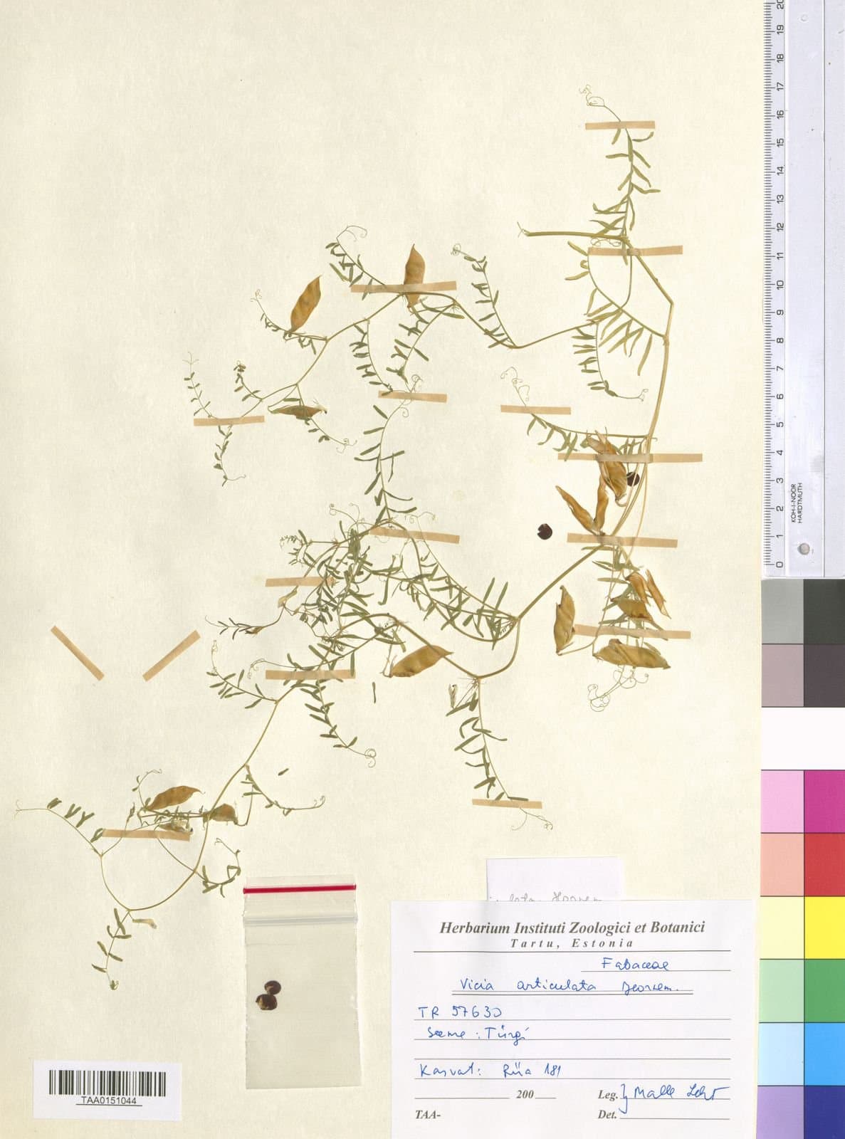 Vicia articulata Hornem.