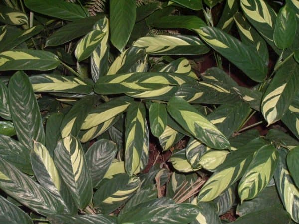 Maranta arundinacea L.
