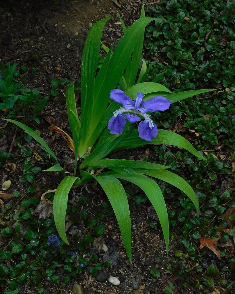 Iris tectorum Maxim.