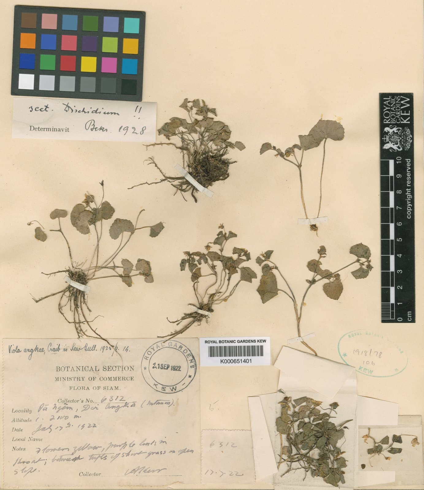 Viola angkae Craib